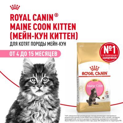 ROYAL CANIN Maine Coon Kitten Полнорационный сухой корм для котят породы мейн-кун от 3 до 15 месяцев 10кг