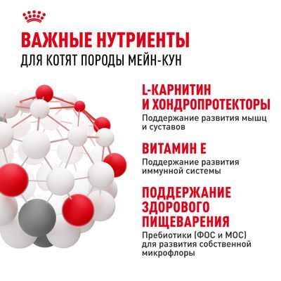 ROYAL CANIN Maine Coon Kitten Полнорационный сухой корм для котят породы мейн-кун от 3 до 15 месяцев 10кг