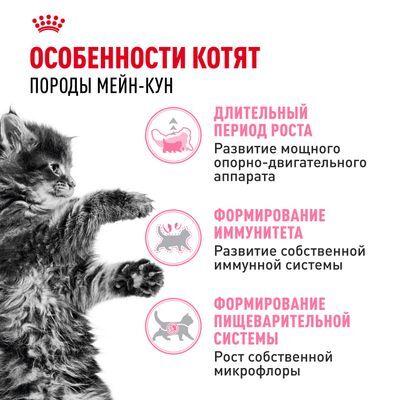 ROYAL CANIN Maine Coon Kitten Полнорационный сухой корм для котят породы мейн-кун от 3 до 15 месяцев 10кг