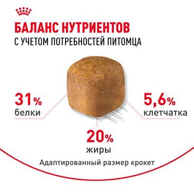 ROYAL CANIN Maine Coon Сухой корм для кошек породы мейн-кун старше 15 месяцев 10кг
