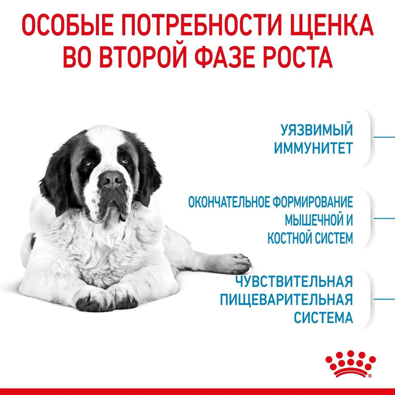 ROYAL CANIN GIANT Junior Сухой корм для щенков гигантских пород в возрасте от 8 до 18/24 мес. 3.5кг